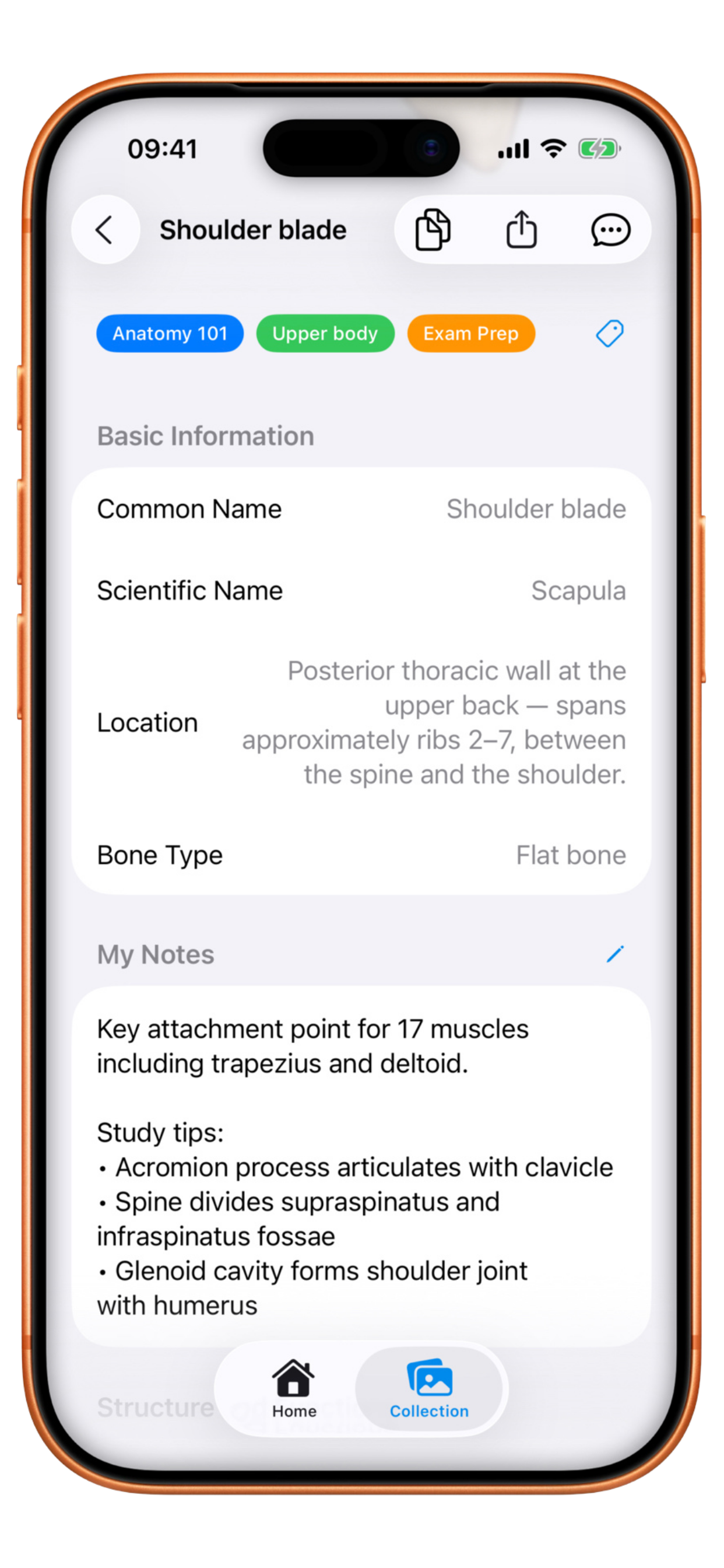 Osteo+ app showing bone identification result for a Scapula with anatomy details