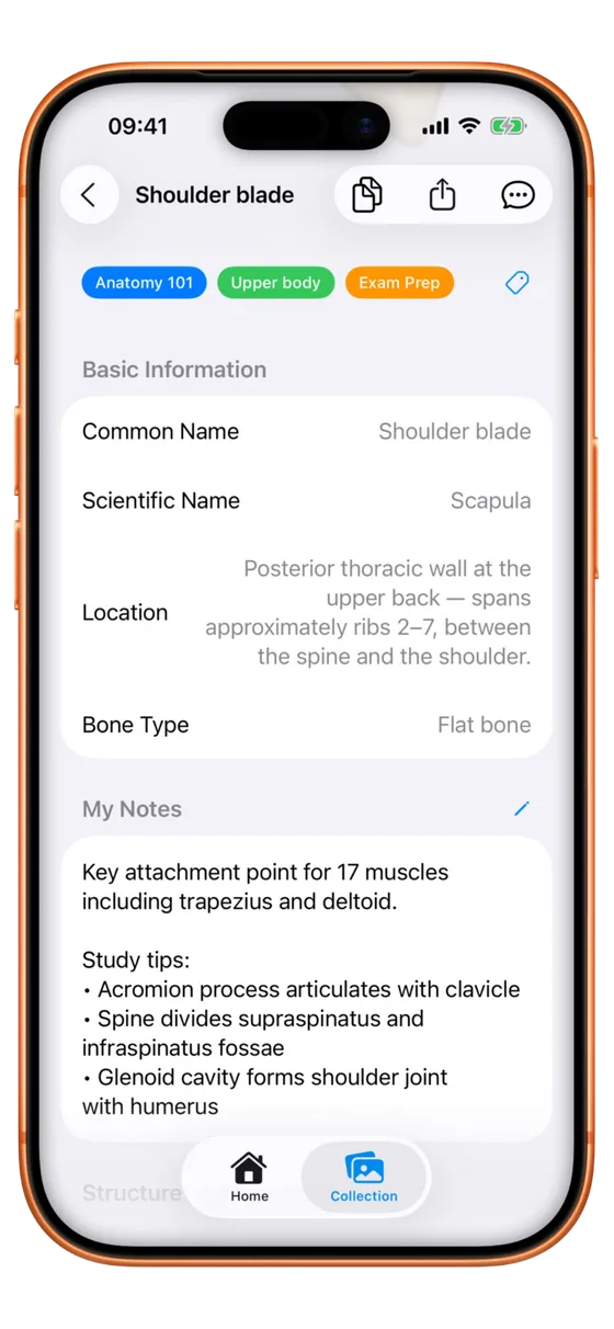 Osteo+ app showing bone identification result for a Scapula with anatomy details